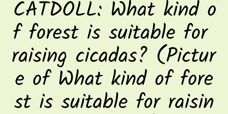 CATDOLL: What kind of forest is suitable for raising cicadas? (Picture of What kind of forest is suitable for raising cicadas)