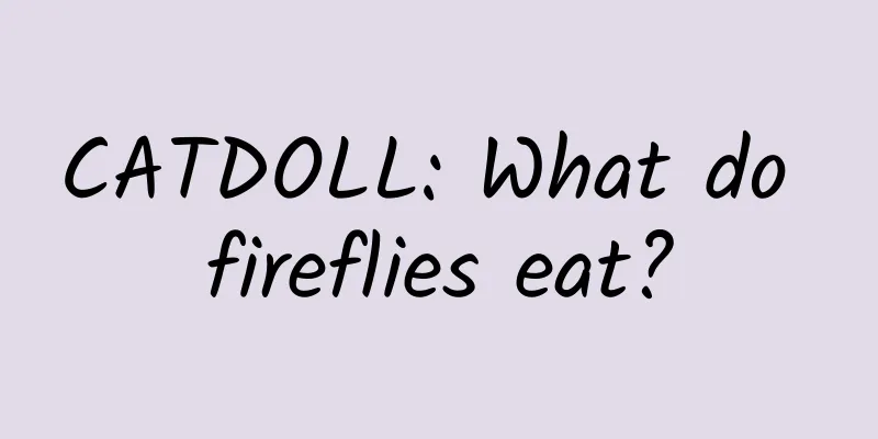 CATDOLL: What do fireflies eat?
