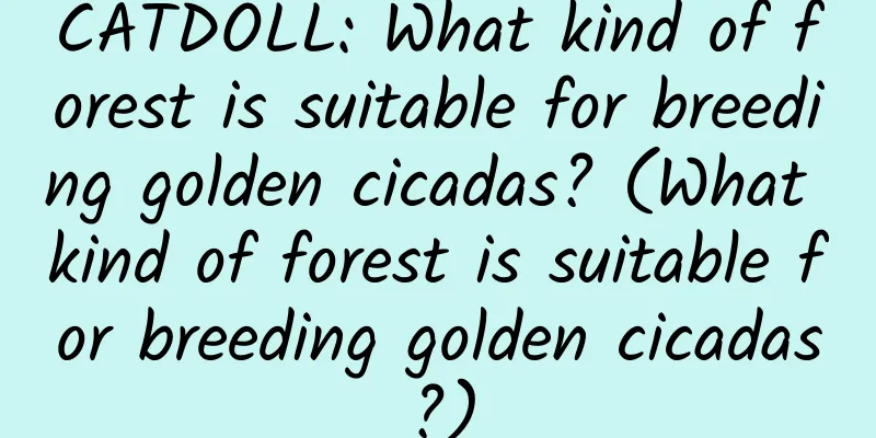 CATDOLL: What kind of forest is suitable for breeding golden cicadas? (What kind of forest is suitable for breeding golden cicadas?)