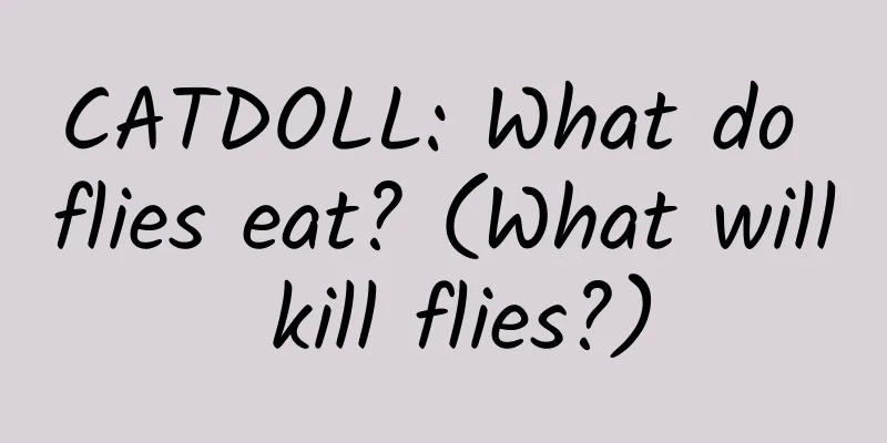 CATDOLL: What do flies eat? (What will kill flies?)