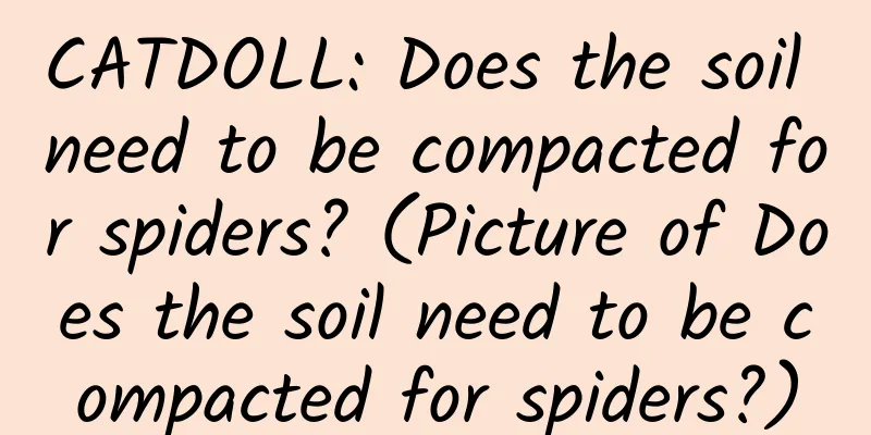 CATDOLL: Does the soil need to be compacted for spiders? (Picture of Does the soil need to be compacted for spiders?)