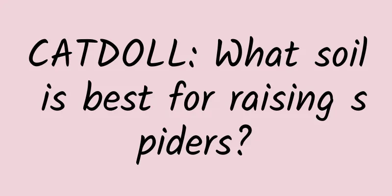 CATDOLL: What soil is best for raising spiders?