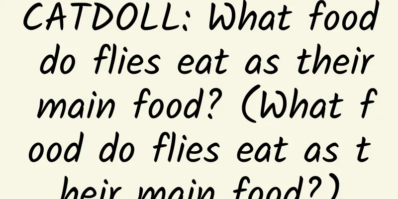 CATDOLL: What food do flies eat as their main food? (What food do flies eat as their main food?)