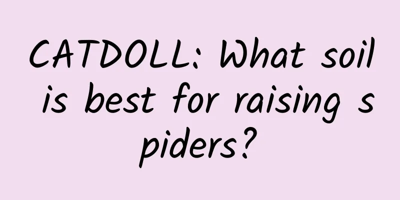 CATDOLL: What soil is best for raising spiders?