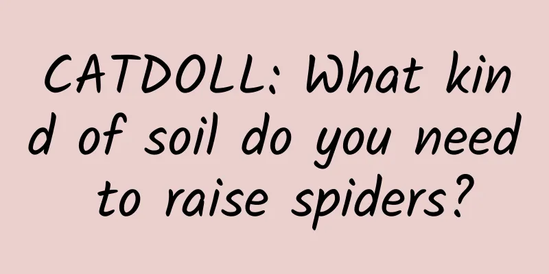CATDOLL: What kind of soil do you need to raise spiders?