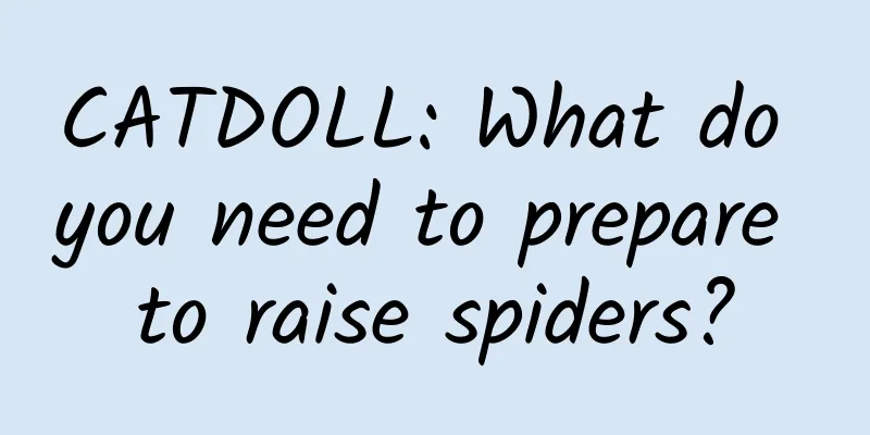 CATDOLL: What do you need to prepare to raise spiders?