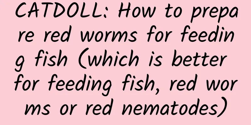 CATDOLL: How to prepare red worms for feeding fish (which is better for feeding fish, red worms or red nematodes)