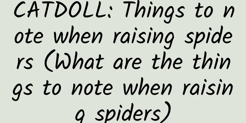 CATDOLL: Things to note when raising spiders (What are the things to note when raising spiders)
