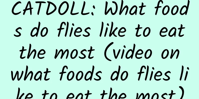 CATDOLL: What foods do flies like to eat the most (video on what foods do flies like to eat the most)