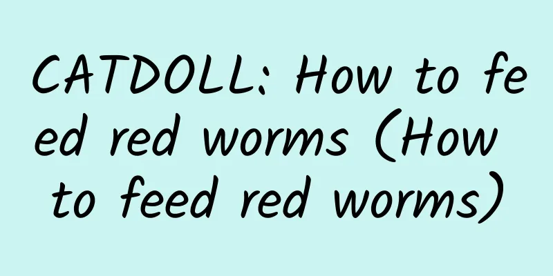 CATDOLL: How to feed red worms (How to feed red worms)