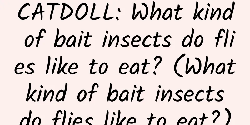 CATDOLL: What kind of bait insects do flies like to eat? (What kind of bait insects do flies like to eat?)