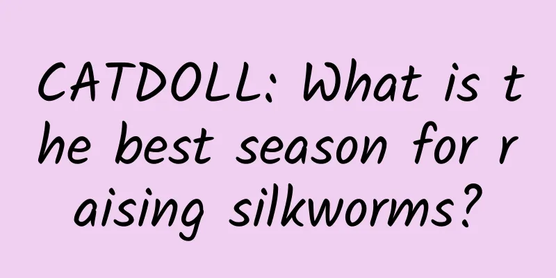 CATDOLL: What is the best season for raising silkworms?