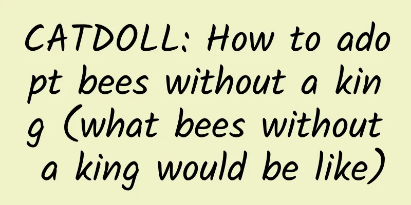 CATDOLL: How to adopt bees without a king (what bees without a king would be like)