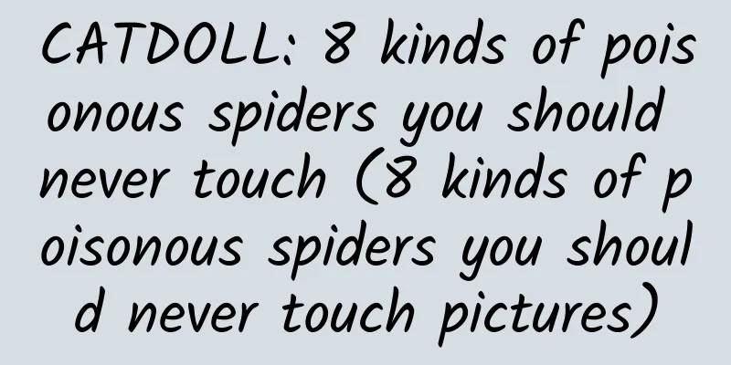CATDOLL: 8 kinds of poisonous spiders you should never touch (8 kinds of poisonous spiders you should never touch pictures)