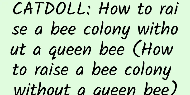CATDOLL: How to raise a bee colony without a queen bee (How to raise a bee colony without a queen bee)