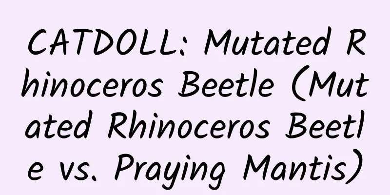 CATDOLL: Mutated Rhinoceros Beetle (Mutated Rhinoceros Beetle vs. Praying Mantis)