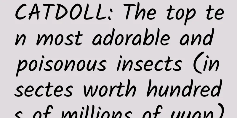 CATDOLL: The top ten most adorable and poisonous insects (insectes worth hundreds of millions of yuan)