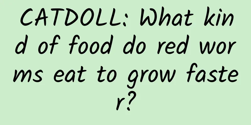 CATDOLL: What kind of food do red worms eat to grow faster?