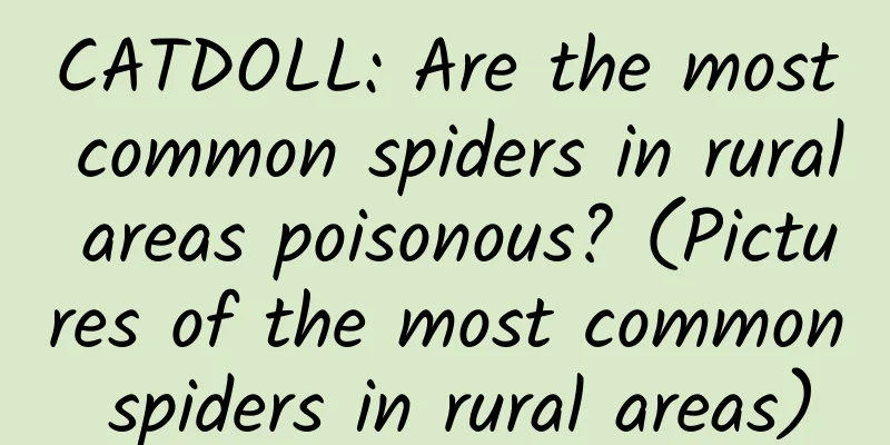 CATDOLL: Are the most common spiders in rural areas poisonous? (Pictures of the most common spiders in rural areas)