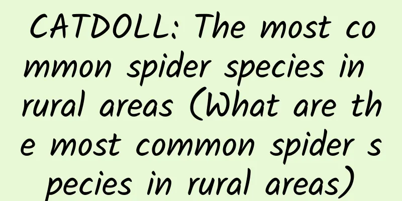 CATDOLL: The most common spider species in rural areas (What are the most common spider species in rural areas)