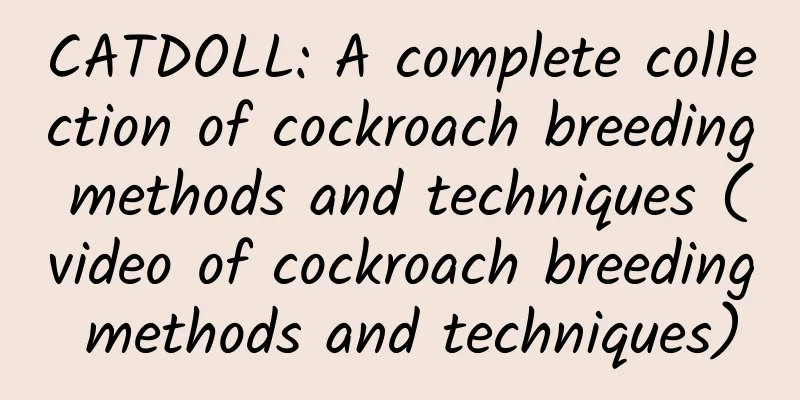 CATDOLL: A complete collection of cockroach breeding methods and techniques (video of cockroach breeding methods and techniques)
