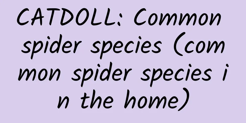 CATDOLL: Common spider species (common spider species in the home)