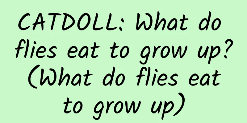 CATDOLL: What do flies eat to grow up? (What do flies eat to grow up)