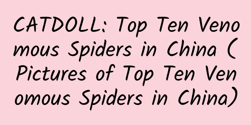 CATDOLL: Top Ten Venomous Spiders in China (Pictures of Top Ten Venomous Spiders in China)