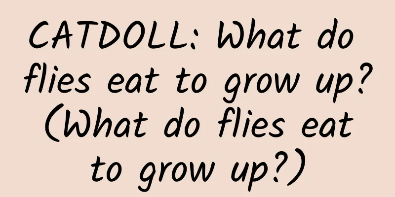 CATDOLL: What do flies eat to grow up? (What do flies eat to grow up?)