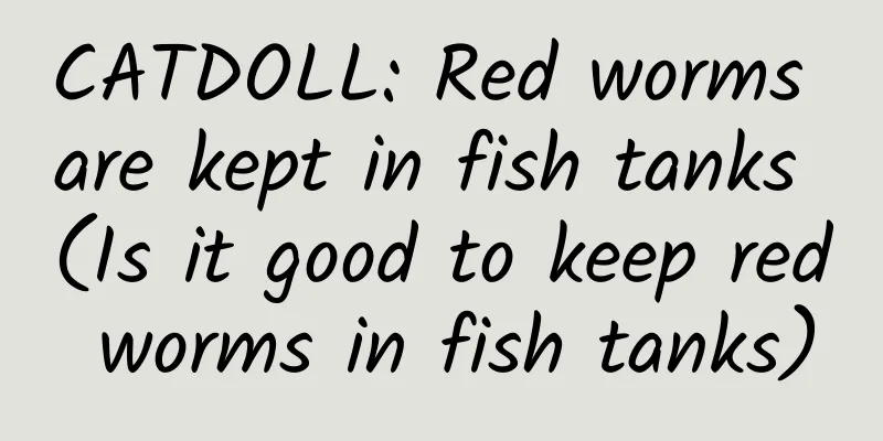 CATDOLL: Red worms are kept in fish tanks (Is it good to keep red worms in fish tanks)