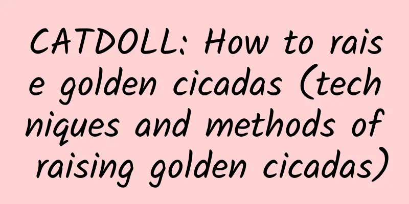 CATDOLL: How to raise golden cicadas (techniques and methods of raising golden cicadas)