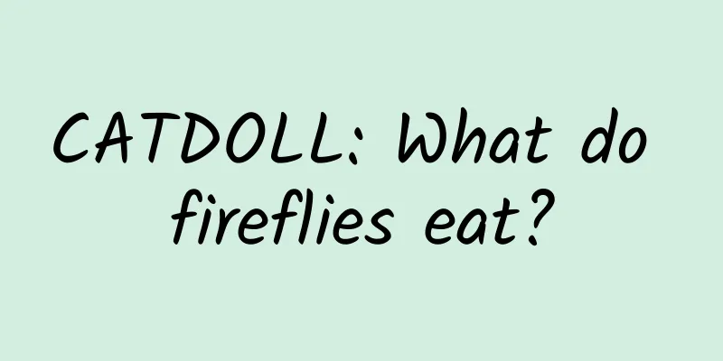 CATDOLL: What do fireflies eat?
