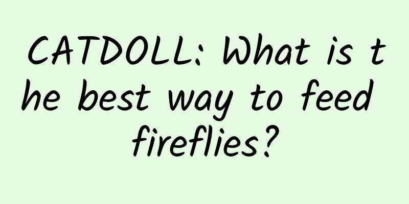 CATDOLL: What is the best way to feed fireflies?