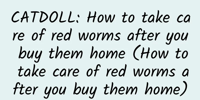 CATDOLL: How to take care of red worms after you buy them home (How to take care of red worms after you buy them home)