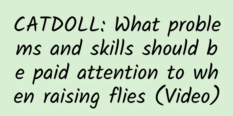 CATDOLL: What problems and skills should be paid attention to when raising flies (Video)