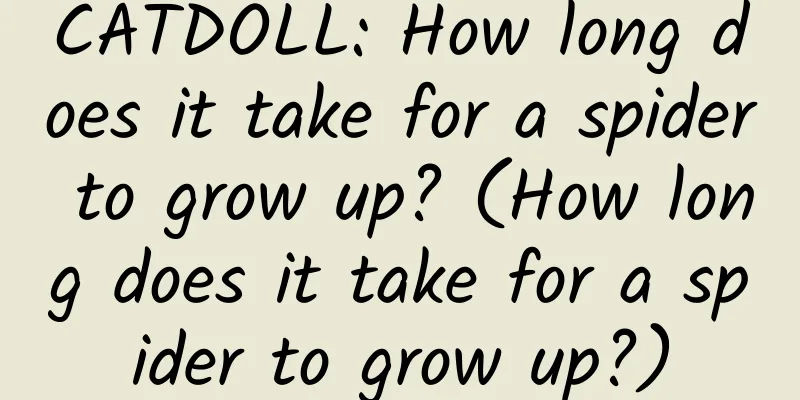 CATDOLL: How long does it take for a spider to grow up? (How long does it take for a spider to grow up?)