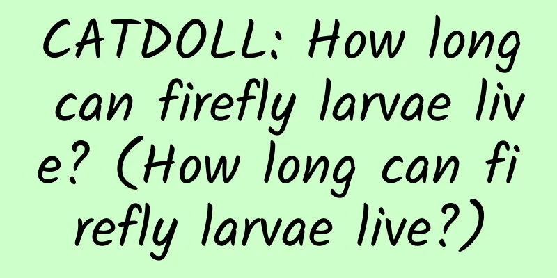 CATDOLL: How long can firefly larvae live? (How long can firefly larvae live?)
