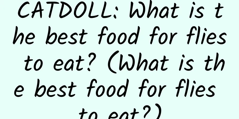 CATDOLL: What is the best food for flies to eat? (What is the best food for flies to eat?)