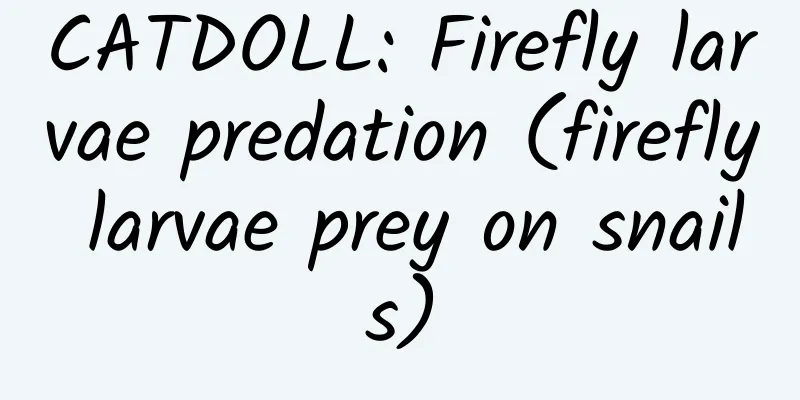 CATDOLL: Firefly larvae predation (firefly larvae prey on snails)