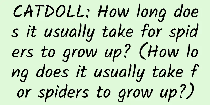 CATDOLL: How long does it usually take for spiders to grow up? (How long does it usually take for spiders to grow up?)