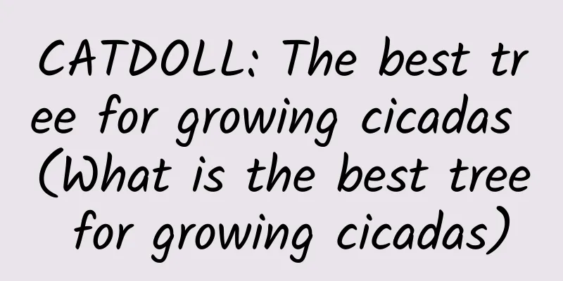 CATDOLL: The best tree for growing cicadas (What is the best tree for growing cicadas)
