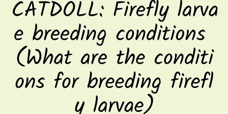 CATDOLL: Firefly larvae breeding conditions (What are the conditions for breeding firefly larvae)