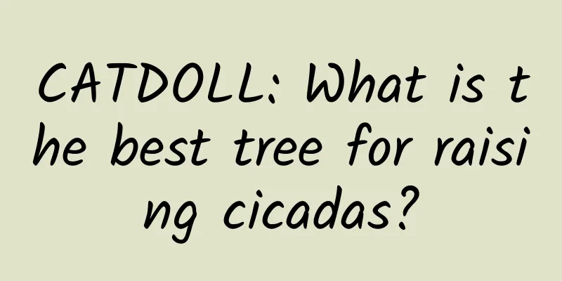 CATDOLL: What is the best tree for raising cicadas?
