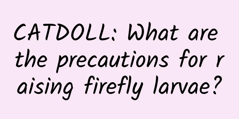 CATDOLL: What are the precautions for raising firefly larvae?