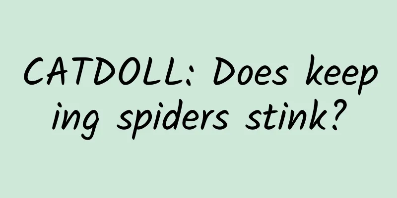 CATDOLL: Does keeping spiders stink?