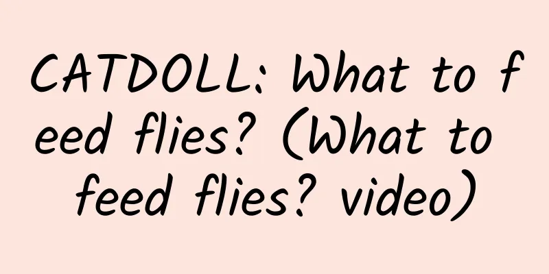 CATDOLL: What to feed flies? (What to feed flies? video)