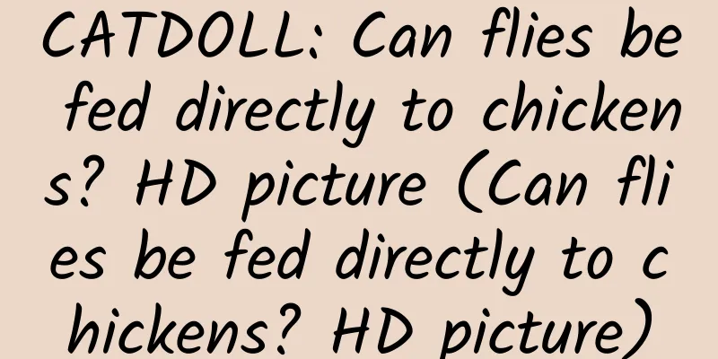 CATDOLL: Can flies be fed directly to chickens? HD picture (Can flies be fed directly to chickens? HD picture)