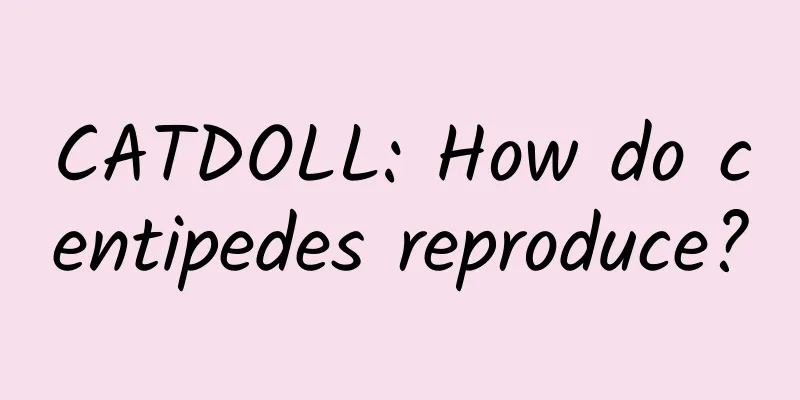 CATDOLL: How do centipedes reproduce?