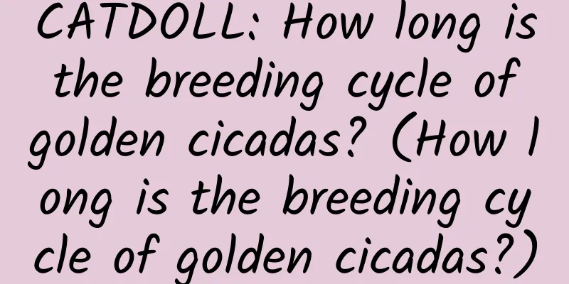 CATDOLL: How long is the breeding cycle of golden cicadas? (How long is the breeding cycle of golden cicadas?)