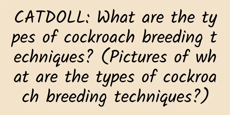 CATDOLL: What are the types of cockroach breeding techniques? (Pictures of what are the types of cockroach breeding techniques?)